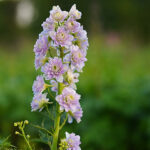 Delphinium Elatum-Gr. 'Moon Light' 2L Trädgårdsriddarsporre