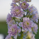 Delphinium Elatum-Gr. 'Moon Light' NY Trädgårdsriddarsporre