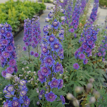 Delphinium Elatum-Gr. 'Sweet Sensation' NY Trädgårdsriddarsporre