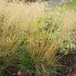 Deschampsia cespitosa 'Goldschleier' 2L Tuvtåtel