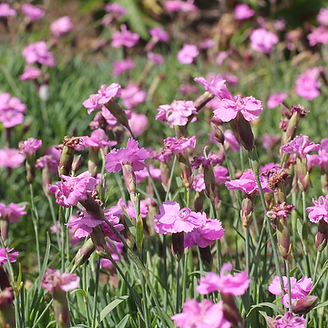 Dianthus Gratianopolitanus-Gr. 'Pink Jewel' Bergnejlika