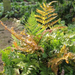Dryopteris erythrosora Blodbräken