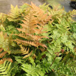 Dryopteris erythrosora Blodbräken
