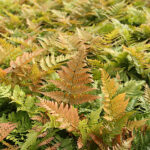 Dryopteris erythrosora Blodbräken