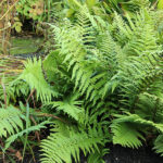 Dryopteris filix-mas Träjon