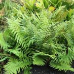 Dryopteris filix-mas Träjon