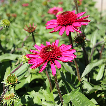 Echinacea DELICIOUS CANDY 'Noortdeli' 2L Solhatt