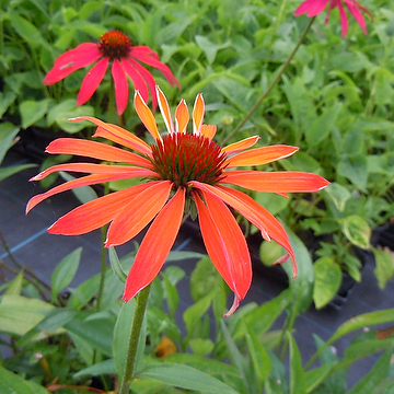 Echinacea 'Hot Summer' Solhatt