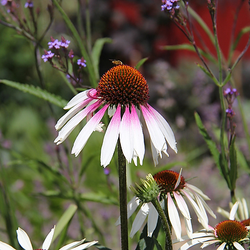 Echinacea PRETTY PARASOLS 'JS Engeltje' 2L Solhatt