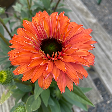Echinacea SUNSEEKERS RAINBOW 'IFECSSRA' 2L Solhatt
