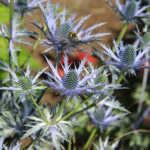 Eryngium zabelii BIG BLUE 'Myersblue' Praktmartorn