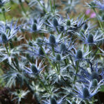 Eryngium zabelii BIG BLUE 'Myersblue' Praktmartorn