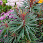 Euphorbia MINERS MERLOT 'KMMM024' Törel