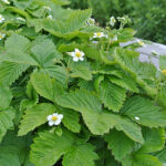 Fragaria vesca var. semperflorens 'Rügen' Månadssmultron