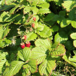 Fragaria vesca var. semperflorens 'Rügen' Månadssmultron