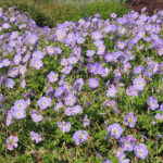 Geranium 'Azure Rush' Trädgårdsnäva