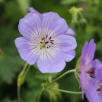 Geranium 'Azure Rush' Trädgårdsnäva