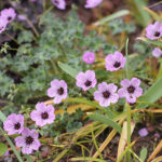 Geranium Cinereum-Gr. 'Ballerina' Silkesnäva