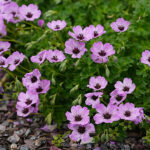 Geranium Cinereum-Gr. 'Ballerina' Silkesnäva