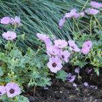 Geranium Cinereum-Gr. 'Ballerina' Silkesnäva
