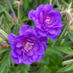 Geranium pratense 'Plenum Violaceum' NY Ängsnäva