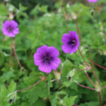 Geranium wallichianum 'Pink Penny' Parnäva