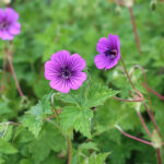 Geranium wallichianum 'Pink Penny' Parnäva