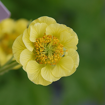 Geum 'Banana Daiquiri' NY Trädgårdsnejlikrot