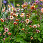 Geum 'Mai Tai' Trädgårdsnejlikrot