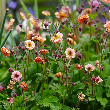 Geum 'Mai Tai' Trädgårdsnejlikrot