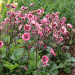 Geum 'Tempo Rose' 2L Trädgårdsnejlikrot