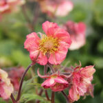 Geum 'Tempo Rose' 2L Trädgårdsnejlikrot