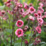 Geum 'Tempo Rose' 2L Trädgårdsnejlikrot