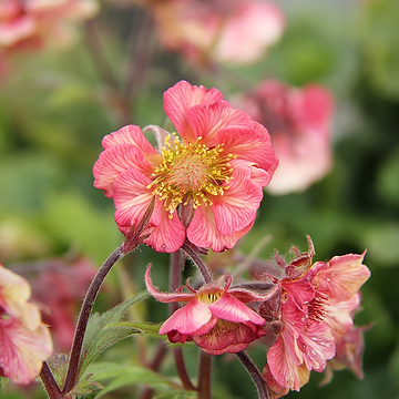 Geum 'Tempo Rose' 2L Trädgårdsnejlikrot