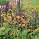 Geum 'Totally Tangerine' 2L Trädgårdsnejlikrot