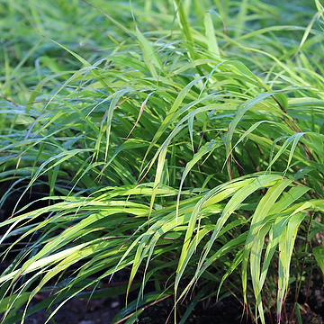 Hakonechloa macra Hakonegräs