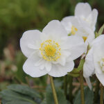 Helleborus niger 'Snowdrift' Julros