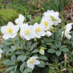 Helleborus niger 'Snowdrift' Julros