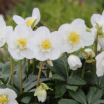 Helleborus niger 'Snowdrift' Julros