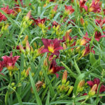 Hemerocallis 'Pardon Me' Daglilja