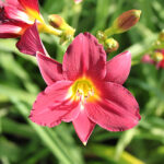 Hemerocallis 'Pardon Me' Daglilja