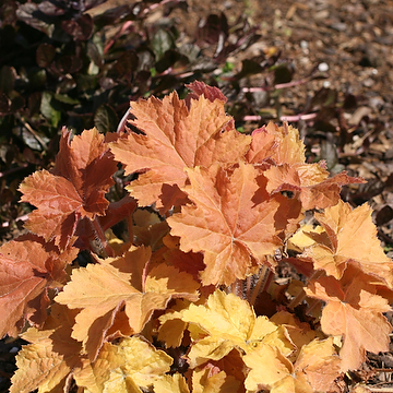 Heuchera 'Marmalade' Gulbladig alunrot