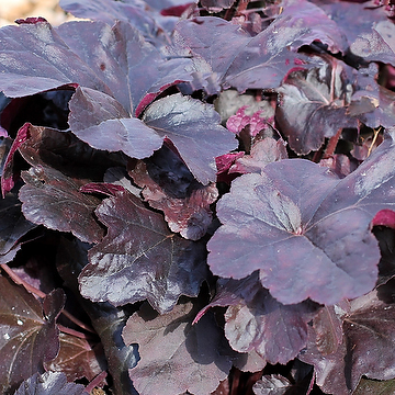 Heuchera 'Obsidian' 2L Rödbladig alunrot