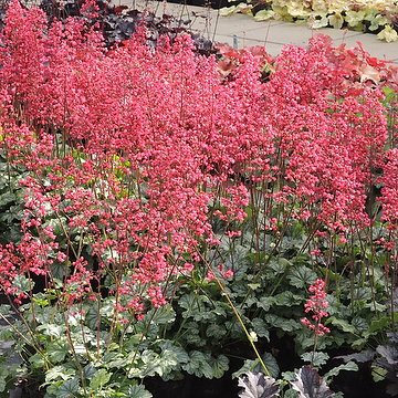 Heuchera 'Paris' 2L Alunrot