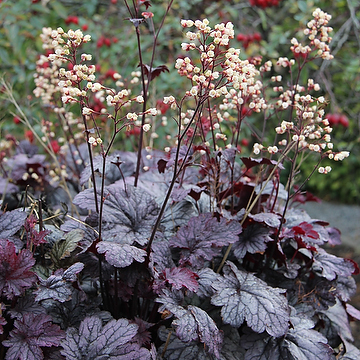 Heuchera 'Shanghai' Alunrot