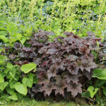 Heuchera villosa 'Palace Purple' Lönnalunrot