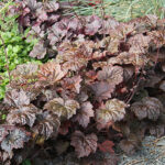 Heuchera villosa 'Palace Purple' Lönnalunrot