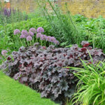Heuchera villosa 'Palace Purple' Lönnalunrot