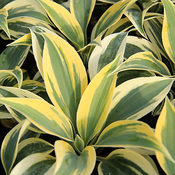 Hosta 'Autumn Frost' Funkia