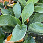 Hosta 'Big Daddy' Funkia